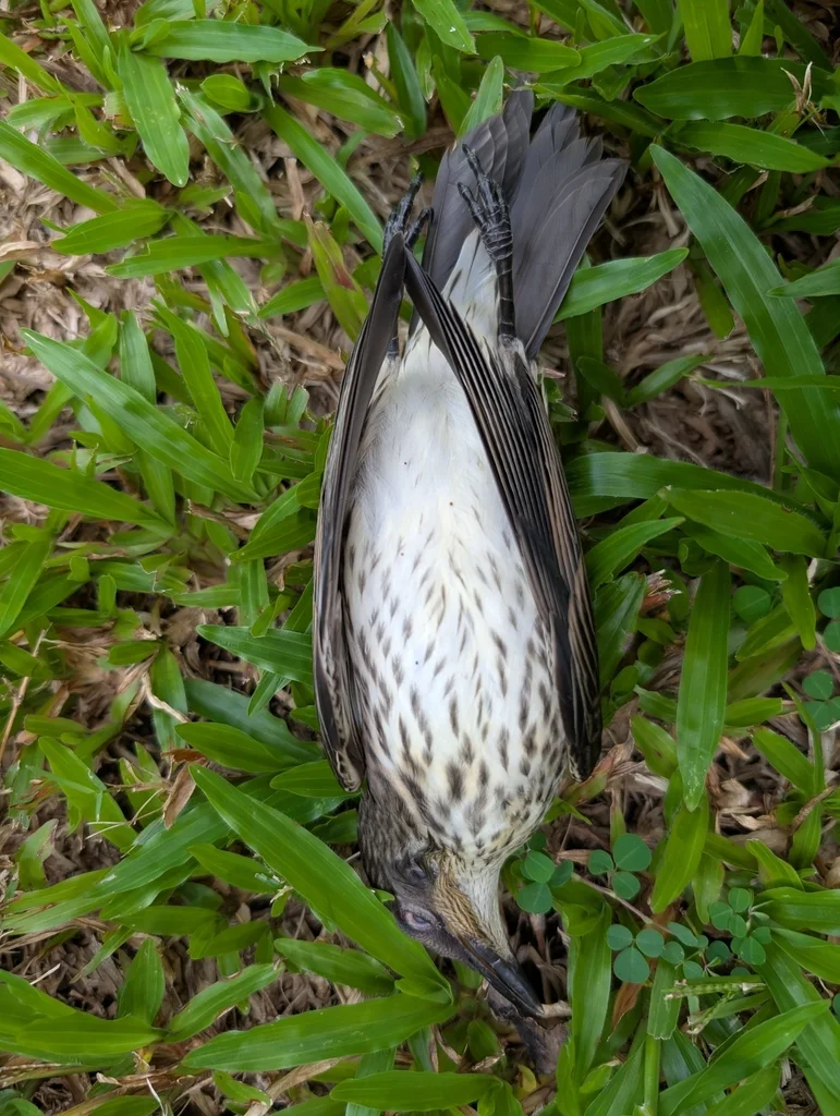 群辉椋鸟(Aplonis metallica)