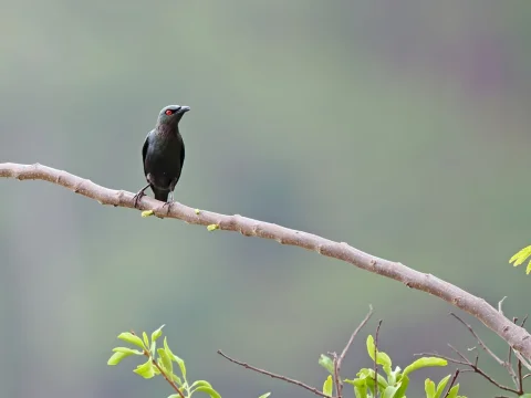 短尾辉椋鸟