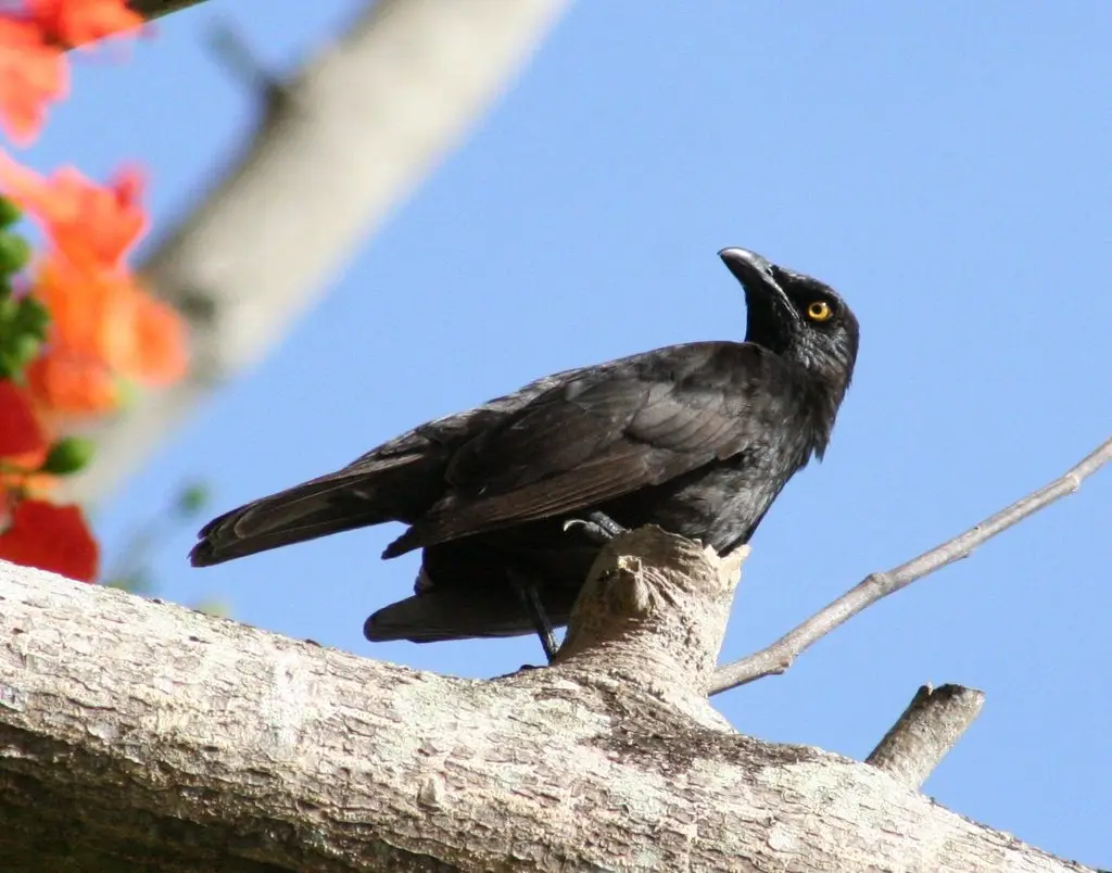 花辉椋鸟(Aplonis opaca)