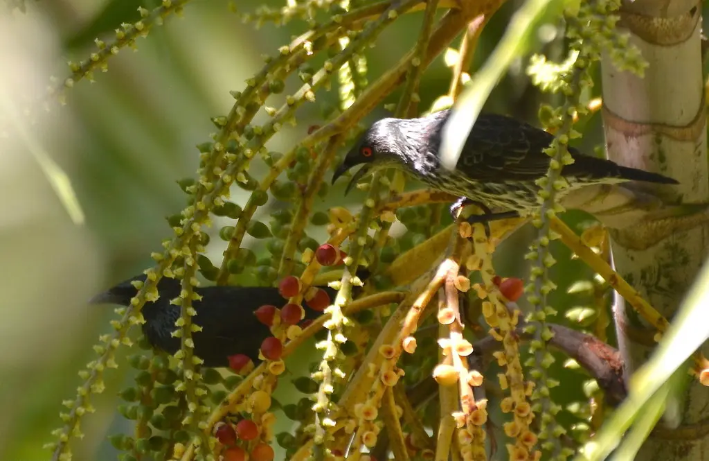 亚洲辉椋鸟(Aplonis panayensis)