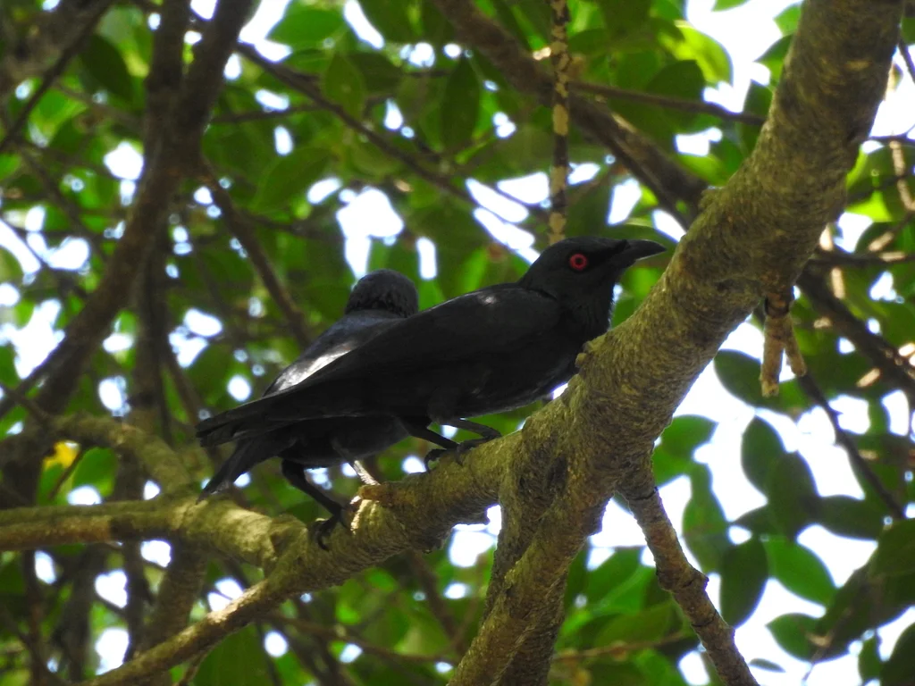 亚洲辉椋鸟(Aplonis panayensis)