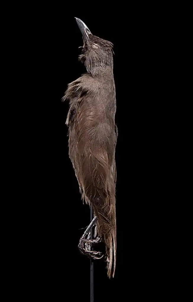 暗辉椋鸟(Aplonis pelzelni)