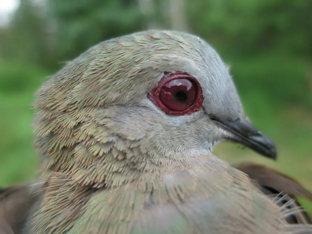 非洲鸽(Aplopelia larvata)
