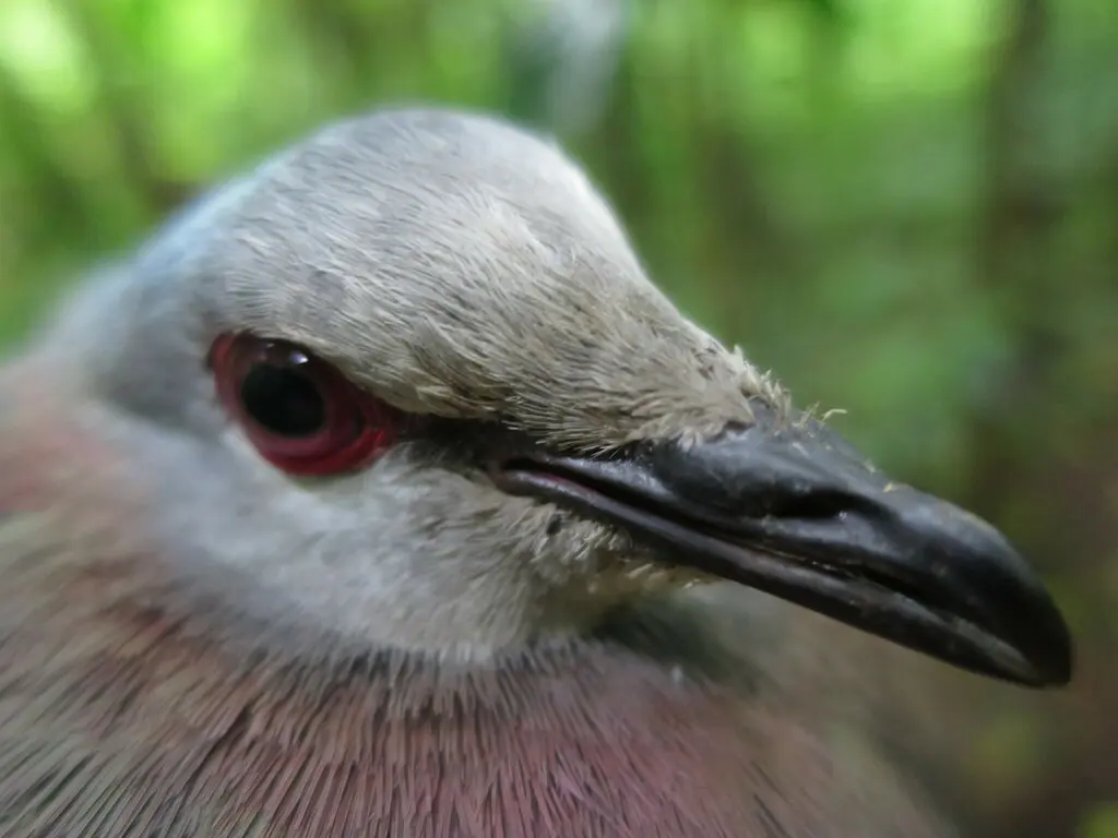 非洲鸽(Aplopelia larvata)