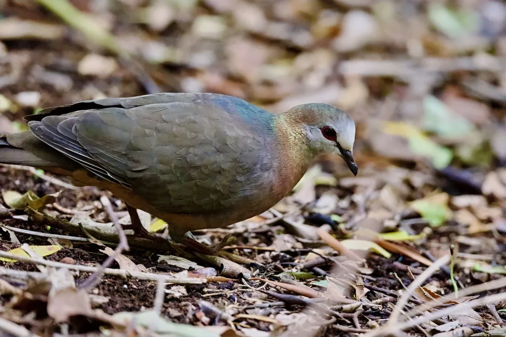 非洲鸽(Aplopelia larvata)