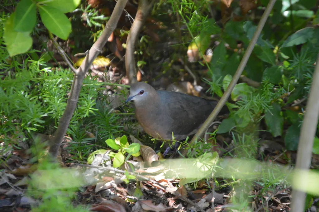非洲鸽(Aplopelia larvata)
