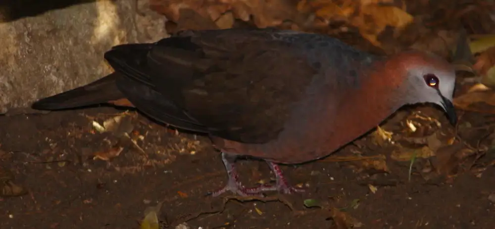 非洲鸽(Aplopelia larvata)