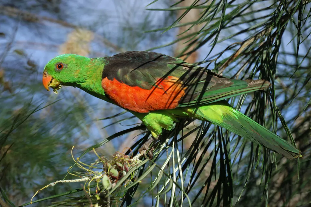 红翅鹦鹉(Aprosmictus erythropterus)