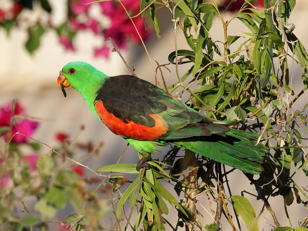 红翅鹦鹉(Aprosmictus erythropterus)