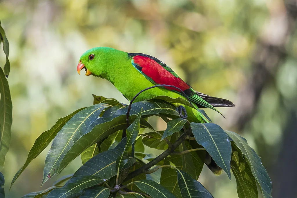 红翅鹦鹉(Aprosmictus erythropterus)