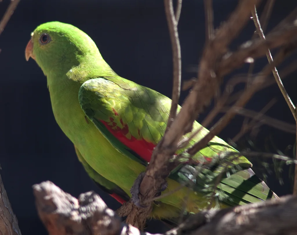 红翅鹦鹉(Aprosmictus erythropterus)