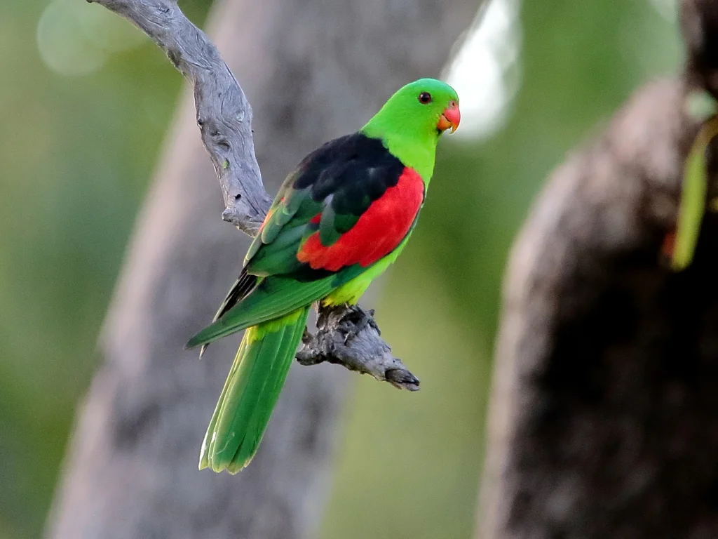 红翅鹦鹉(Aprosmictus erythropterus)