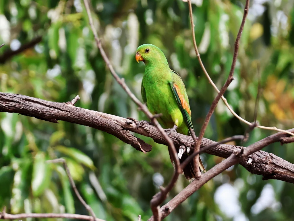 红翅鹦鹉(Aprosmictus erythropterus)