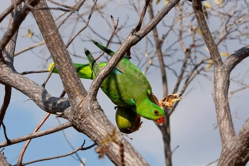 红翅鹦鹉(Aprosmictus erythropterus)