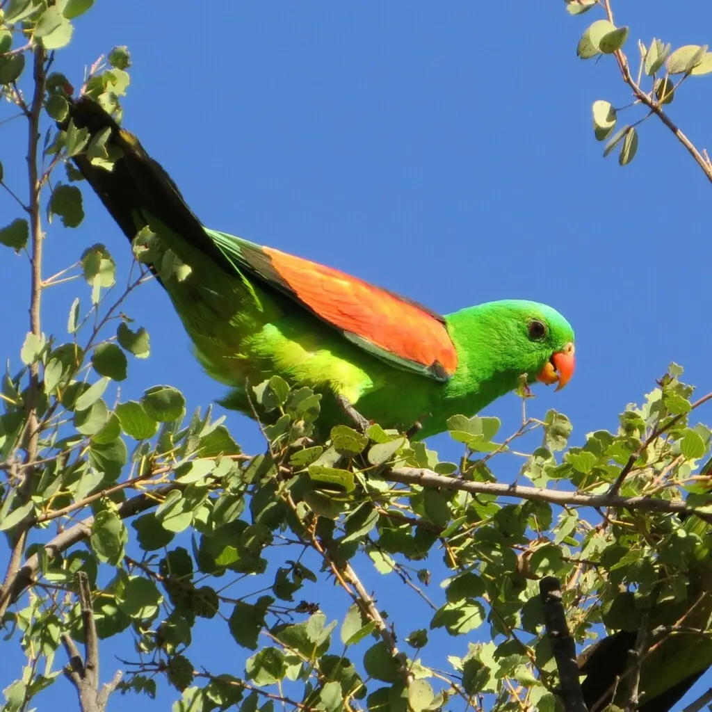 红翅鹦鹉(Aprosmictus erythropterus)