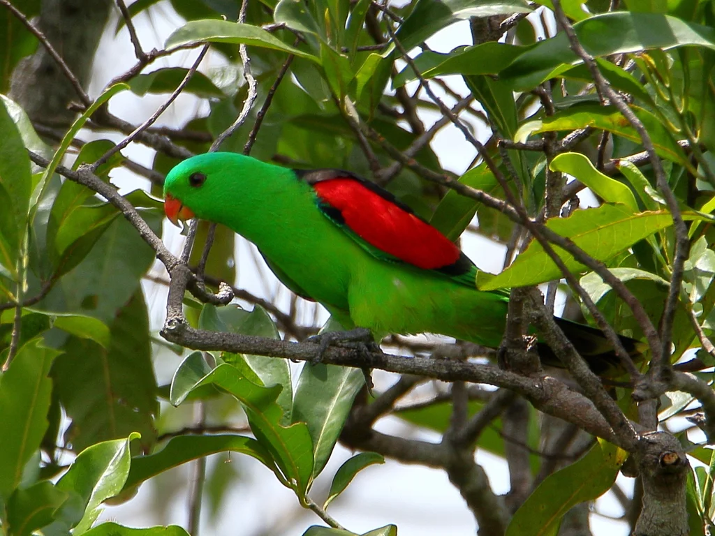 红翅鹦鹉(Aprosmictus erythropterus)