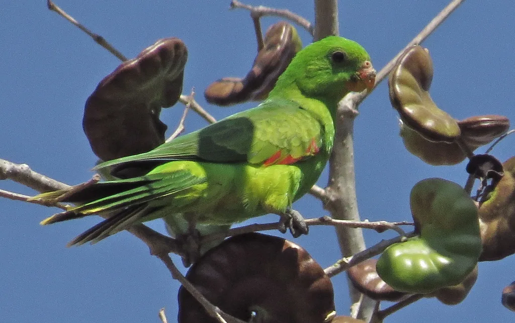 帝汶红翅鹦鹉(Aprosmictus jonquillaceus)