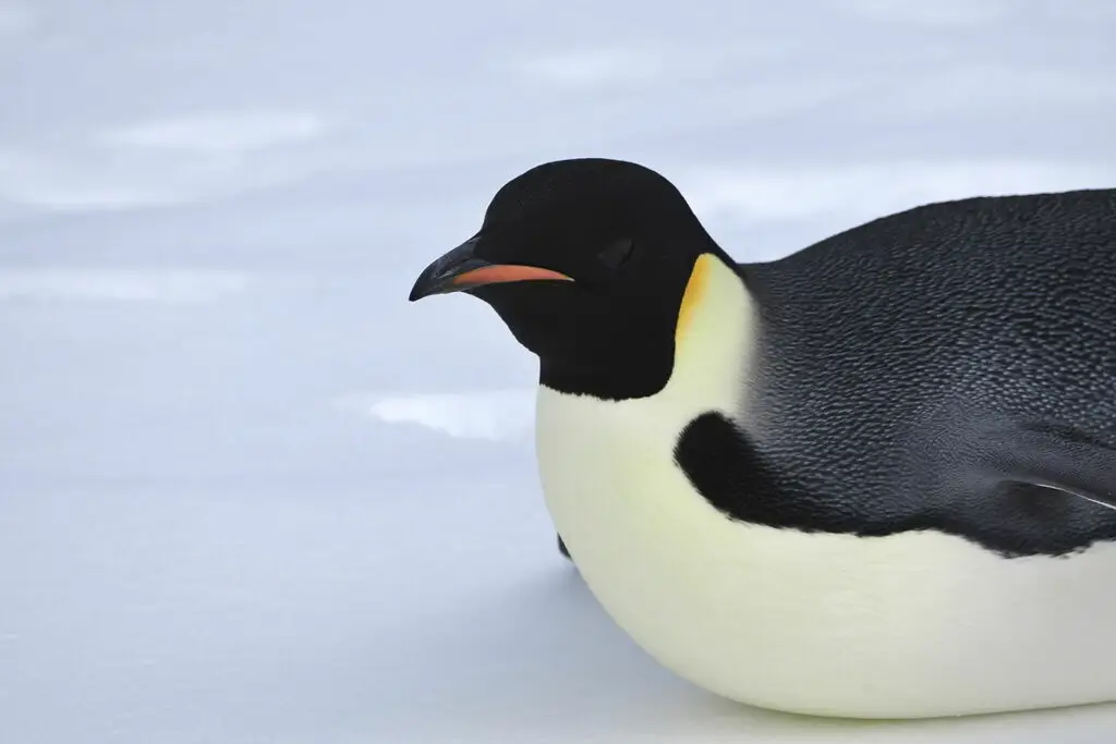 帝企鹅(Aptenodytes forsteri)