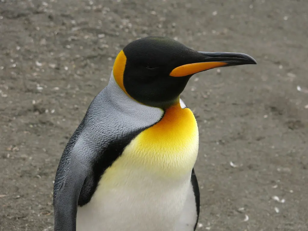 王企鹅(Aptenodytes patagonicus)