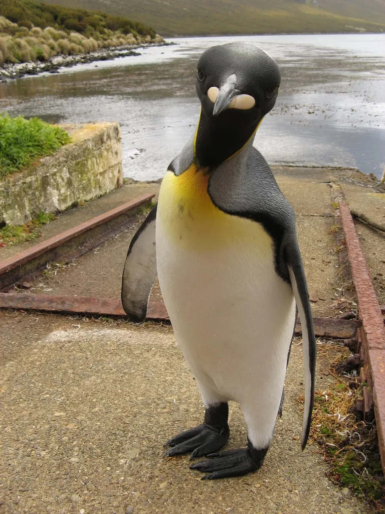王企鹅(Aptenodytes patagonicus)