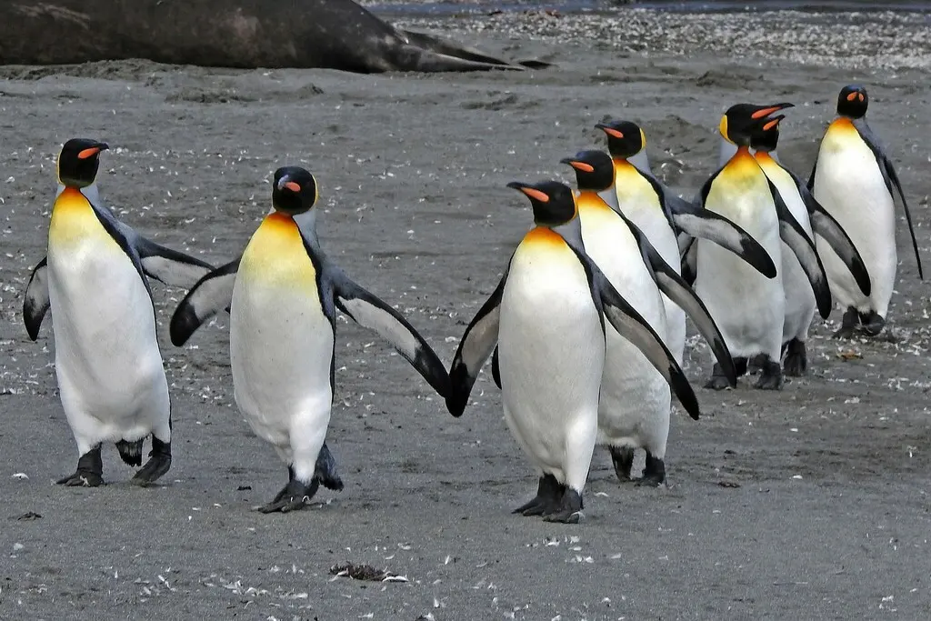 王企鹅(Aptenodytes patagonicus)