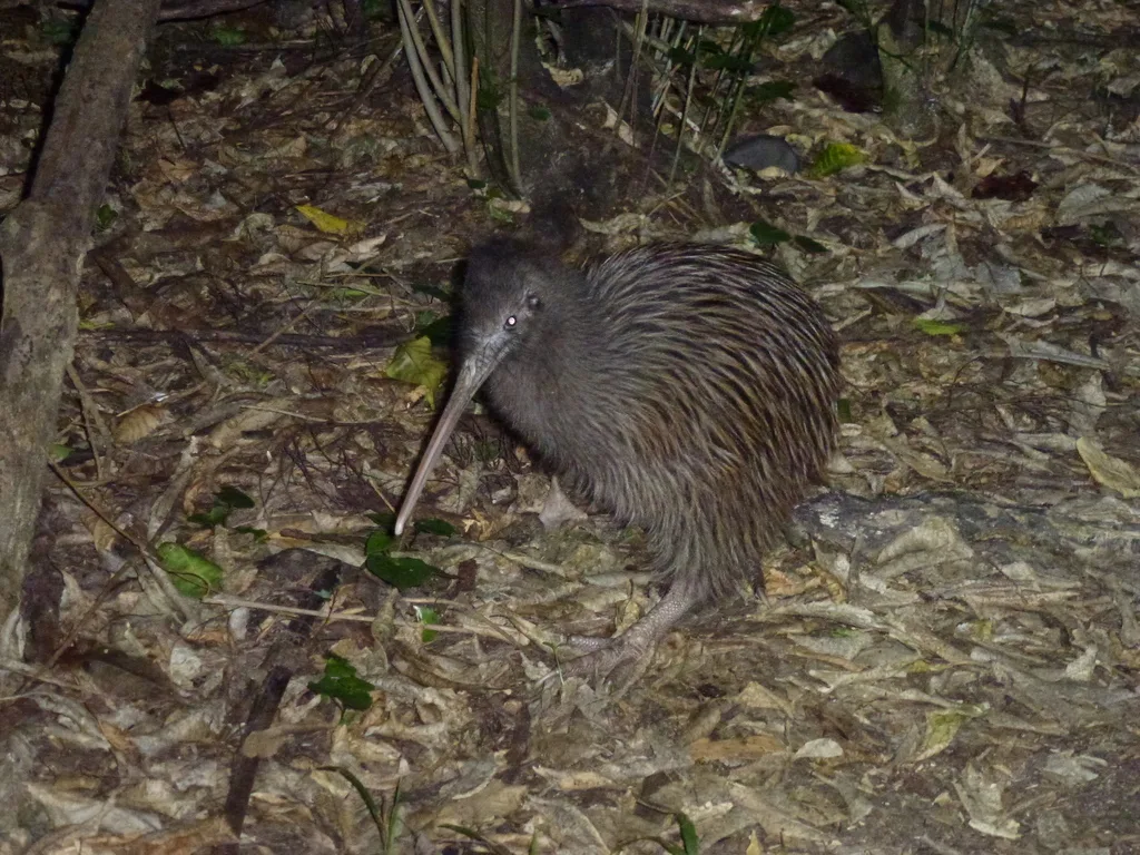 白眶几维(Apteryx rowi)