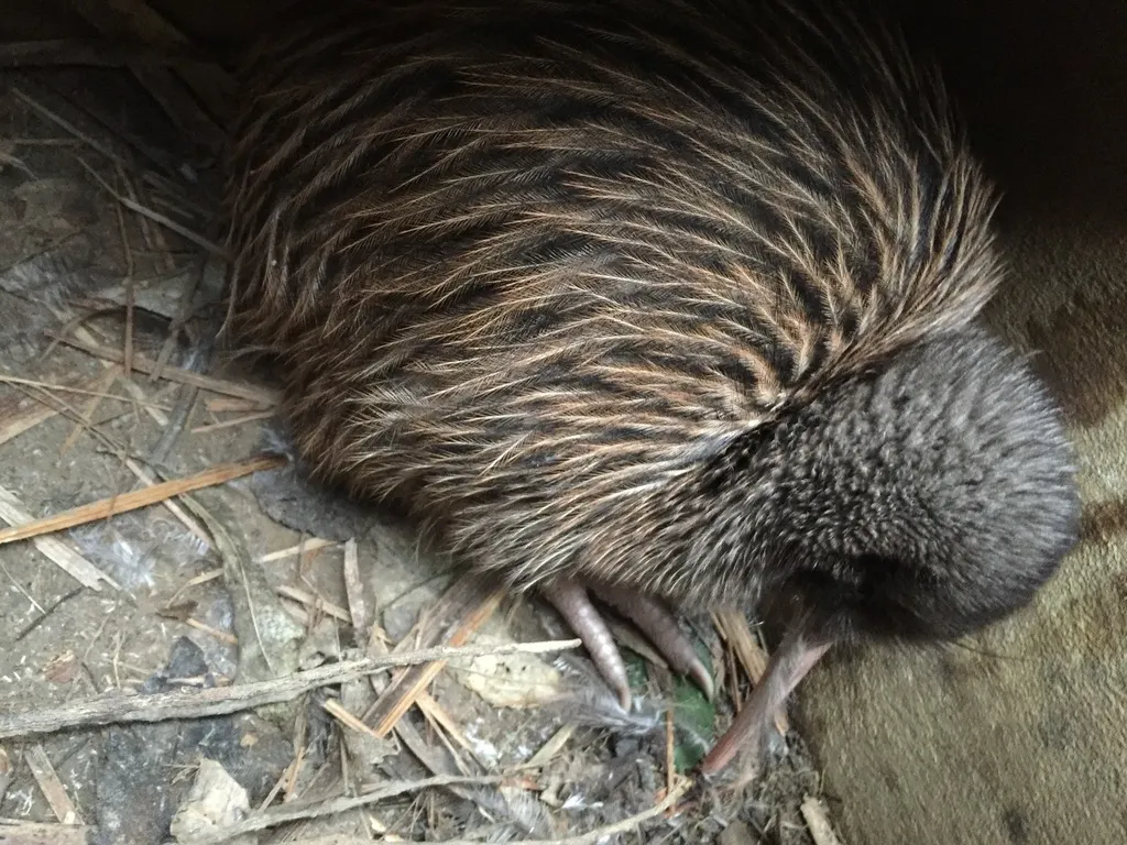 白眶几维(Apteryx rowi)