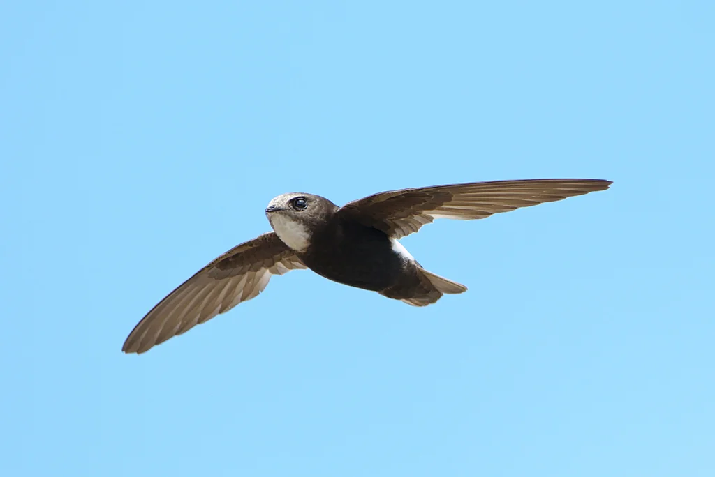 小雨燕(Apus affinis)