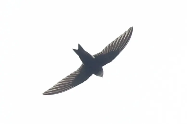 白眉雨燕(Apus horus)