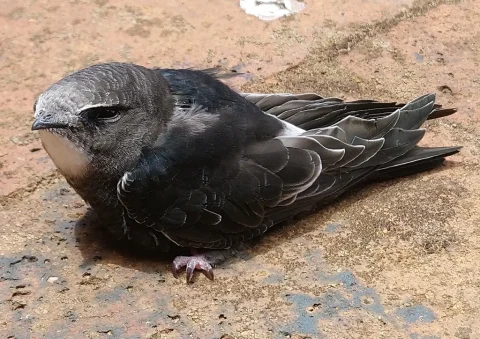 白眉雨燕