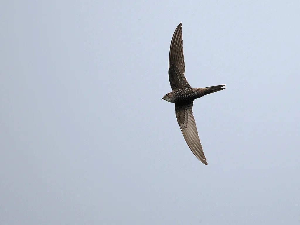 白腰雨燕(Apus pacificus)