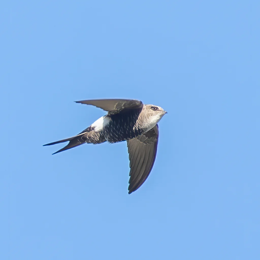 白腰雨燕(Apus pacificus)