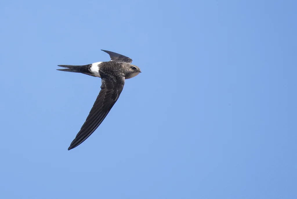 白腰雨燕(Apus pacificus)