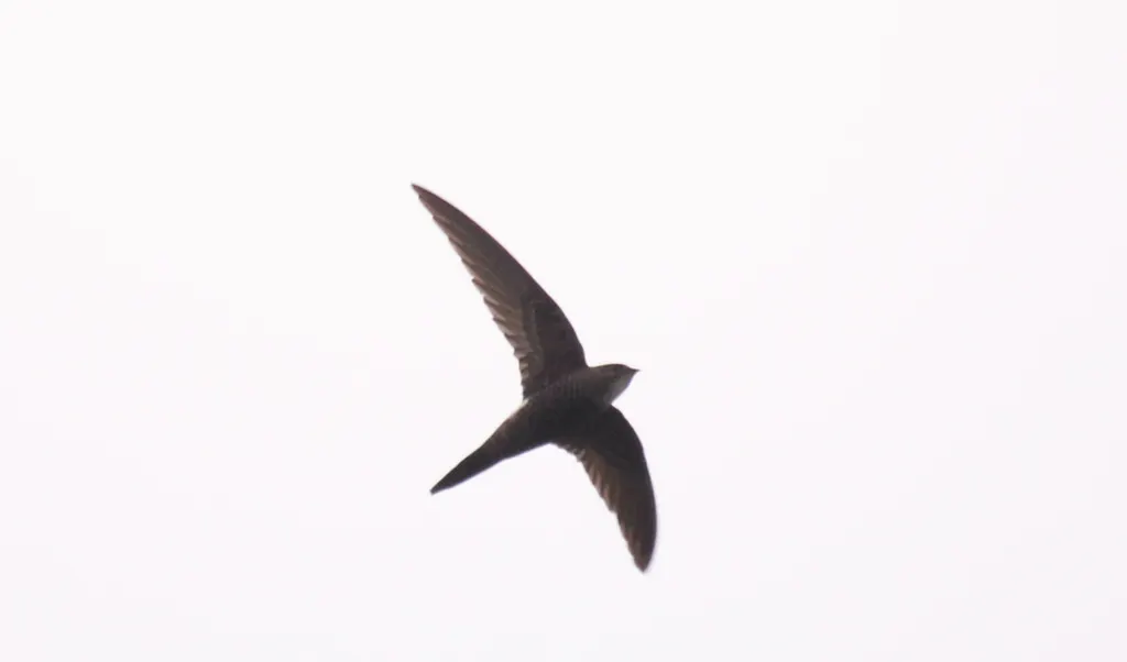 白腰雨燕(Apus pacificus)