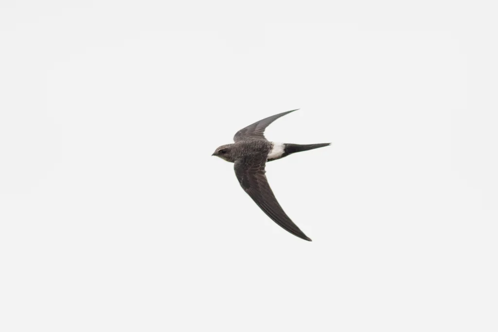 白腰雨燕(Apus pacificus)