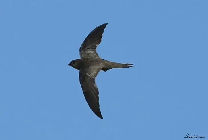 纯色雨燕(Apus unicolor)