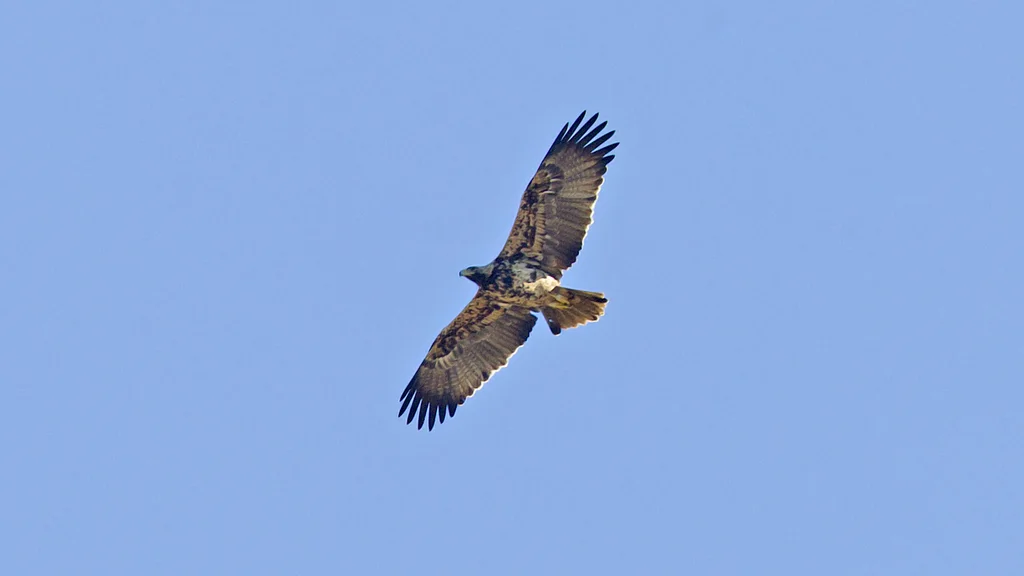 西班牙雕(Aquila adalberti)