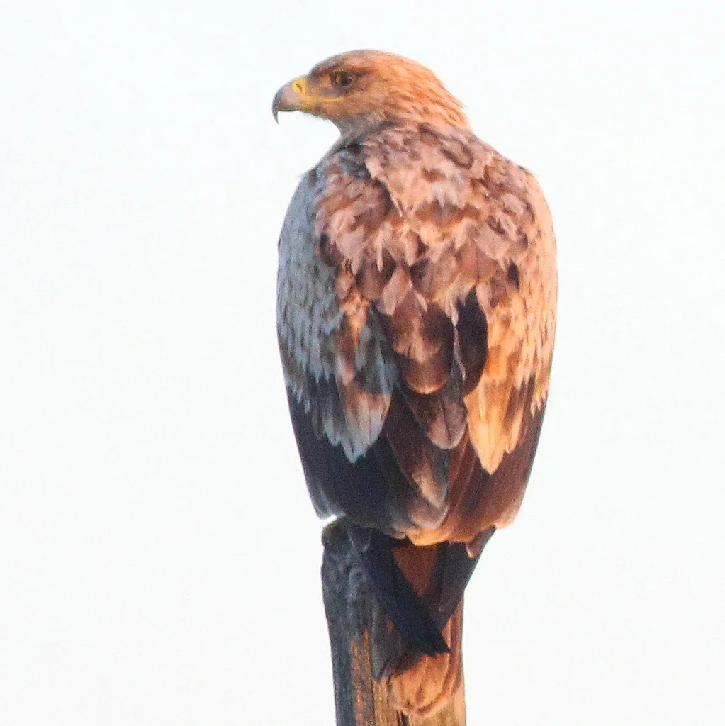 西班牙雕(Aquila adalberti)