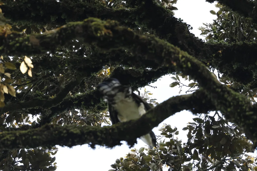 非洲鹰雕(Aquila africana)