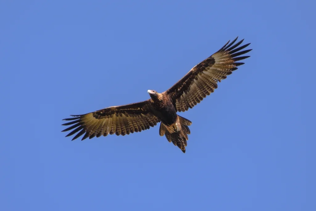 楔尾雕(Aquila audax)