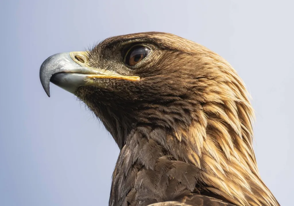 金雕(Aquila chrysaetos)