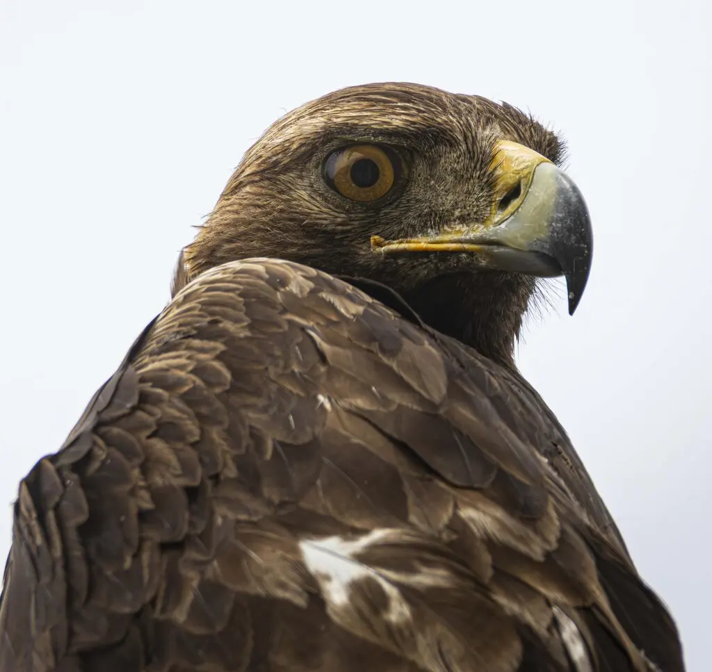 金雕(Aquila chrysaetos)