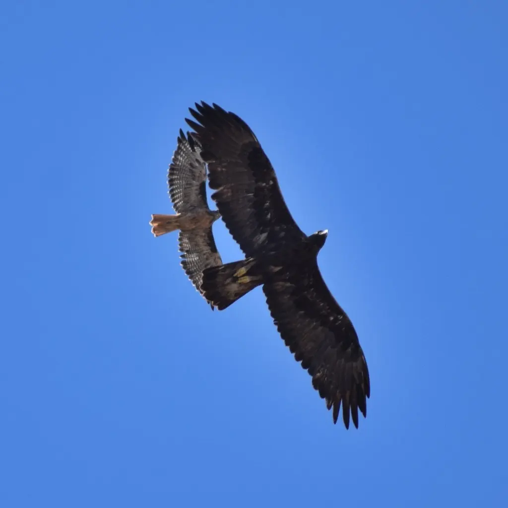金雕(Aquila chrysaetos)