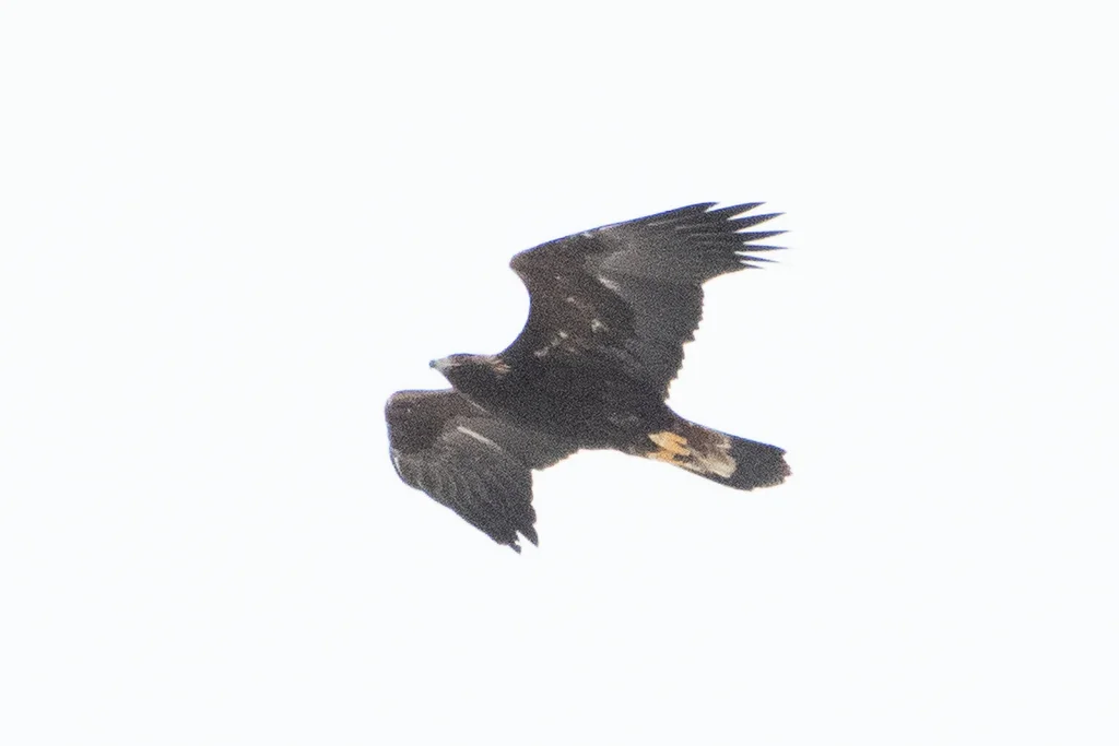 金雕(Aquila chrysaetos)