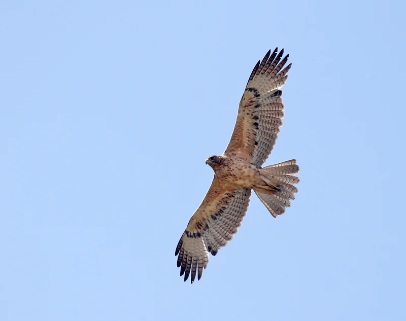 白腹隼雕(Aquila fasciata)