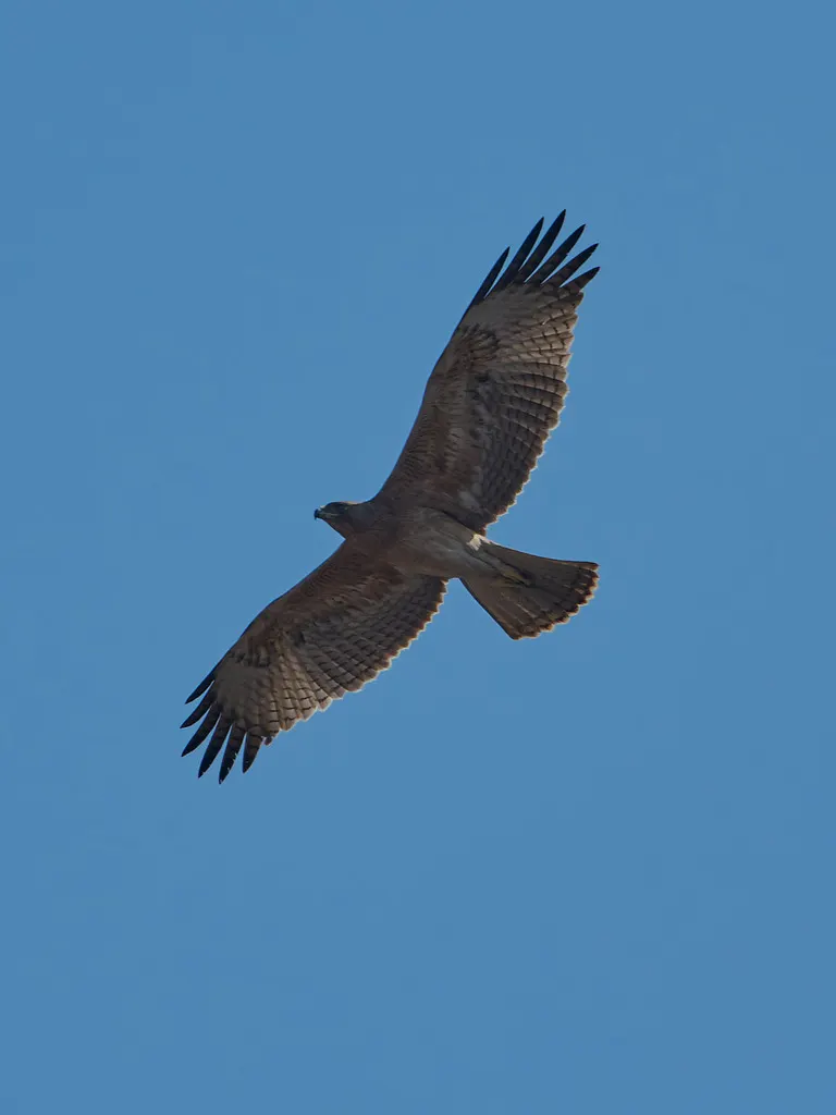 白腹隼雕(Aquila fasciata)