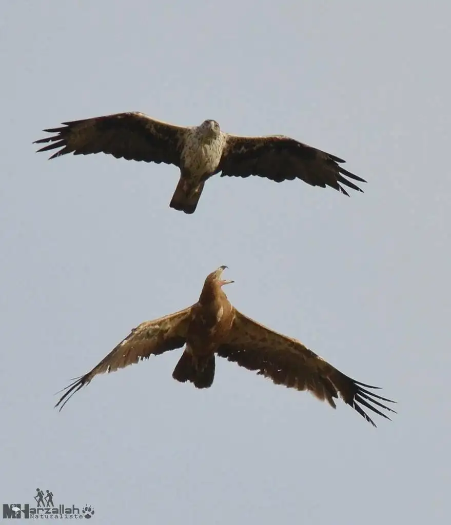白腹隼雕(Aquila fasciata)