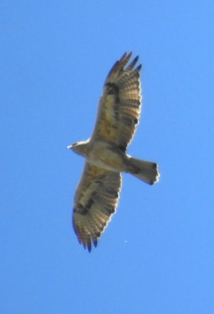 白腹隼雕(Aquila fasciata)