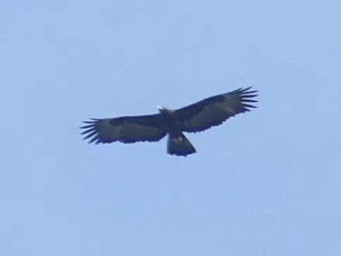 格氏雕(Aquila gurneyi)