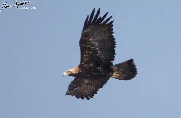白肩雕(Aquila heliaca)